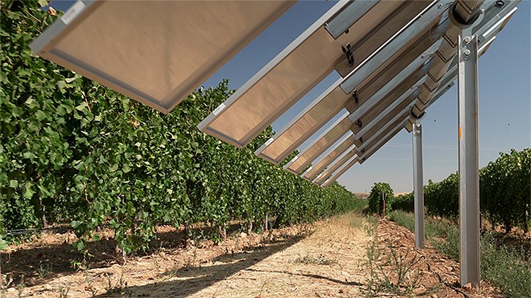 Algunos de los paneles solares instalados en los viñedos.